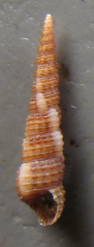 Cerithiidae: Gen. Bittium